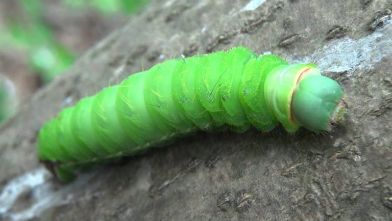 ヤママユガの幼虫は危険