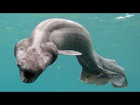 生きた化石？ラブカの謎