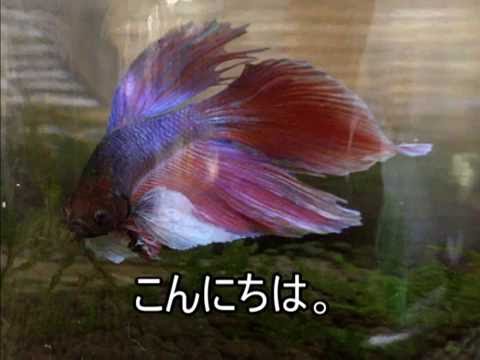 金魚とベタの違いって