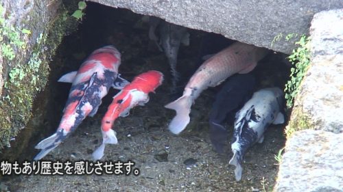 金魚と鯉の違いって