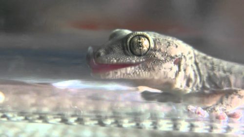 ヤモリって何を食べ物にしているの？