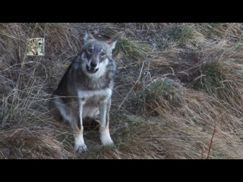 イタリアオオカミの特徴と生態