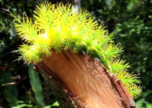 芋虫 毛虫のまとめ ヤバいやつはどれ