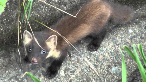 イタチとテンの違いって