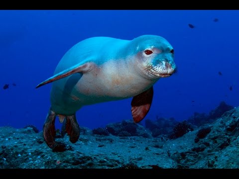 なぜか暑いところに住んでいる珍しいハワイモンクアザラシ なぜか暑いところに住んでいる珍しいハワイモンクアザラシ