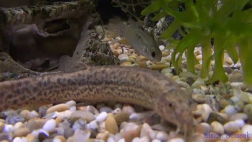 どじょうの飼育方法