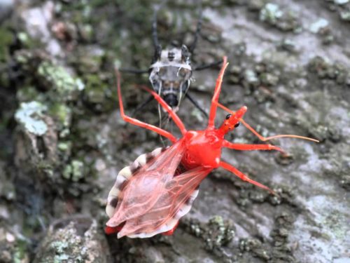 サシガメの毒の強さと成分