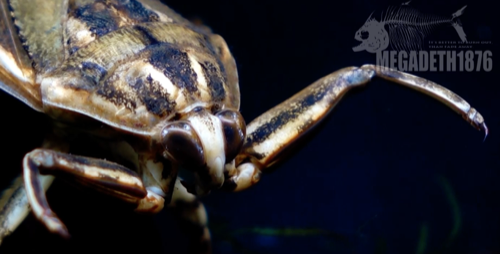 水中の世界最強昆虫 ナンベイオオタガメ