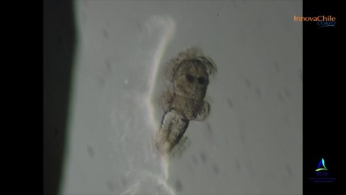 ハダムシって食べても大丈夫