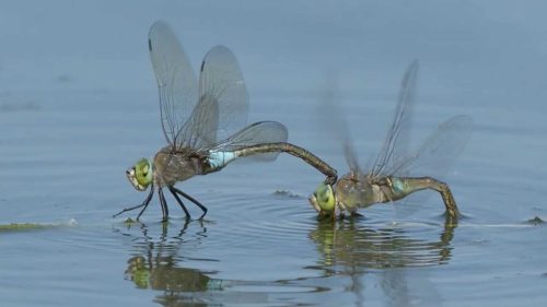 クロスジギンヤンマの特徴と見分け方