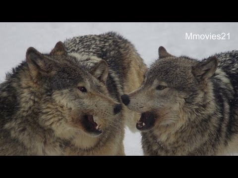 アラスカオオカミの特徴と生態