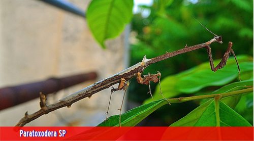 標本】オオエダカレハカマキリ カレエダカマキリ[32127000475]の写真