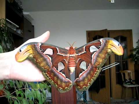 日本で見かける大きい蛾のまとめ
