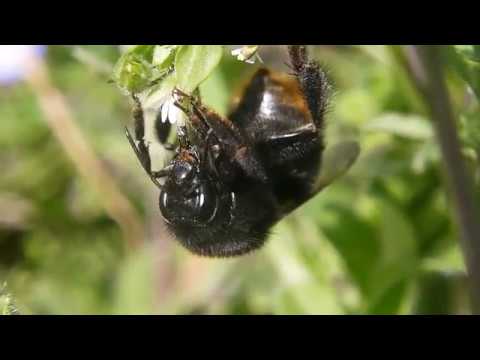 クロマルハナバチの特徴と見分け方