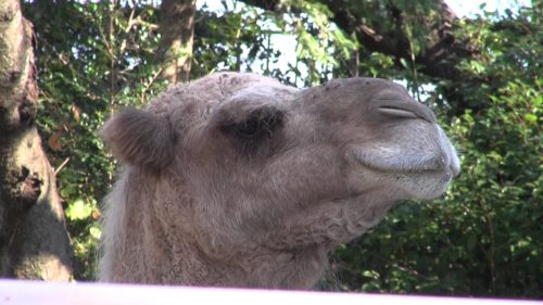 ラクダのまつげはなぜ長い
