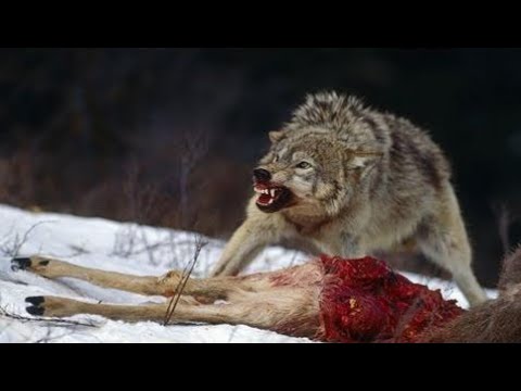 シベリアオオカミの特徴と生態